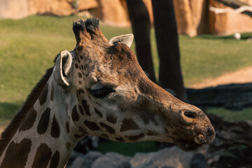 Portrait of a giraffe