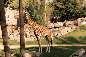 giraffe in the zoo