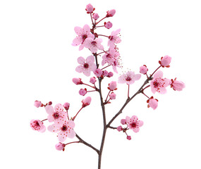 Pink cherry blossoms isolated on white, spring floral background
