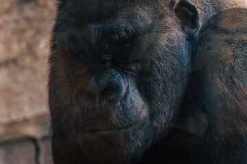 gorilla face through the glass