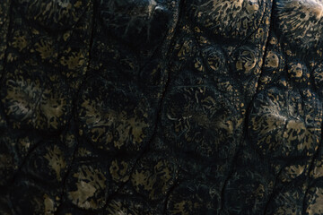 close up of a crocodile skin