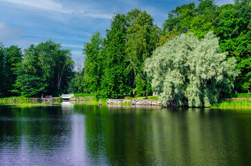 lake in summer forest with green three 