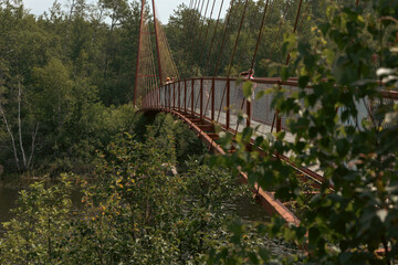 Bridge in the forest
