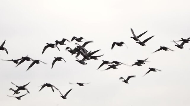 A swarm of brants or brent geese (Branta bernicla) flying over - slow motion.