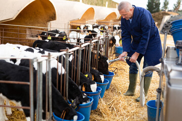 Interested aged farmer engaged in cow breeding, caring for small calves in open stall, pouring water to buckets to give them drink © JackF