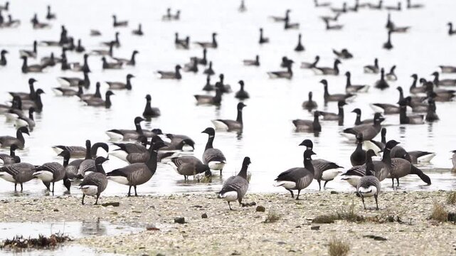 A flock of brants or brent geese (Branta bernicla) standing on a mudbank - slow motion
