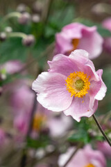 Nahaufnahme der filigranen rosa Blütenstände von Herbst-Anemonen, Anemone hupehensis