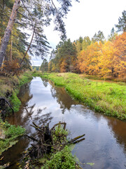 Fototapeta premium River with a lot of trees and a cloudy sky