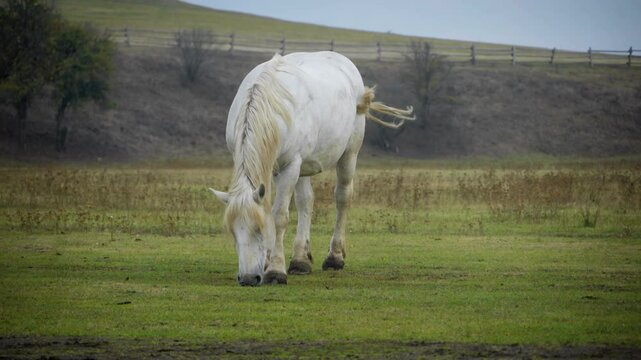 Horse on ranch grazes on the meadow, horse on farm