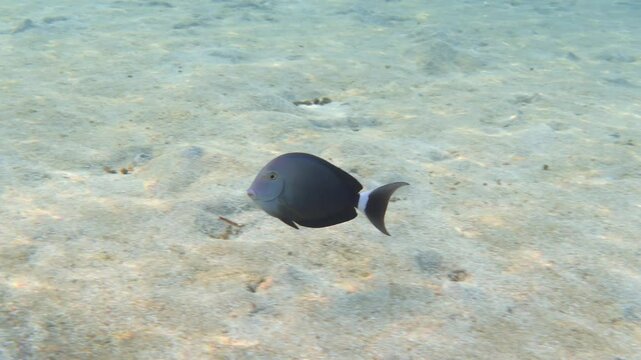 Black surgeonfish (Acanthurus gahhm), Red Sea. Video footage