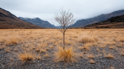 Isolated tree in a valley on a cloudy day
