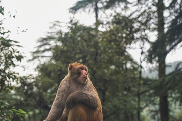 Monkey in the Himalayas 