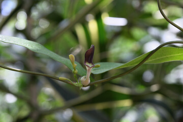 A small flower on an India Birthwort vine is blooming.