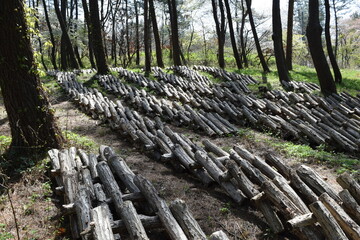 キノコの原木栽培