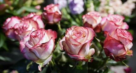 Pink roses close up