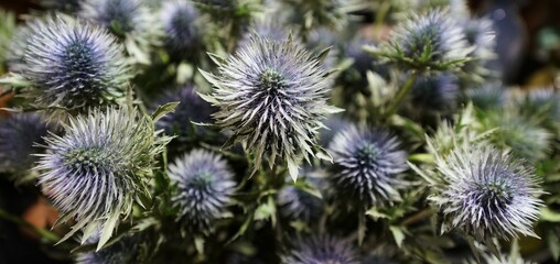 Obraz premium Purple thistle flower in bloom