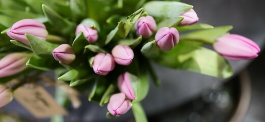 Pink tulips close up