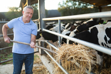 Farmer using pitchfork to feed cows in stables with hay. Dairy farmer at work.