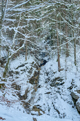 Weathered Tree Stump in Snowy Winter Forest Landscape with Dense Evergreen Canopy and Glistening Snow Covered Ground