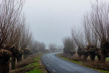 Winter countryside landscape, Row of pollarded willow trees along walkway side with mist and foggy...