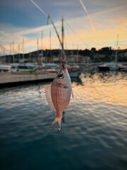 Obraz premium sea bass on a hook in the port of Saint Jean Cap Ferrat