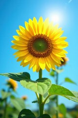 Fototapeta premium Vibrant sunflower facing sun, bright blue sky, background, floral, color