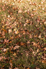 red ambergris tree in the autumn season in sunny weather