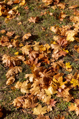 fallen yellowed maple leaves , sunny weather in the park