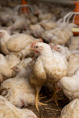 adult fat chickens in a poultry farm without cages