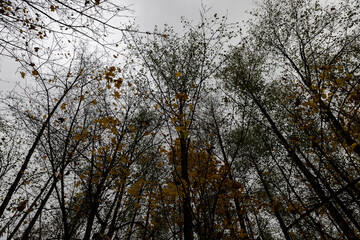 the last foliage on trees in a mixed forest in the autumn season