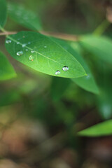 green leaf with water drops