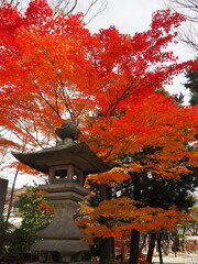 Red Japanese Maple Tree with Red Leaves Framing a Traditional Japanese Temple