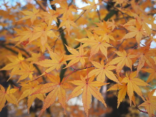 Golden Japanese Maple Tree with Yellow Leaves Framing a Traditional Japanese Temple