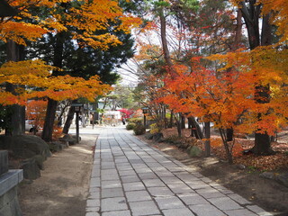 Golden Japanese Maple Tree with Yellow Leaves Framing a Traditional Japanese Temple