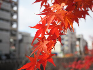 Vibrant Japanese Red Maple Foliage: A Burst of Crimson in a Serene Autumn Landscape