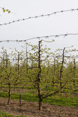 growing apples and other fruits on an industrial scale
