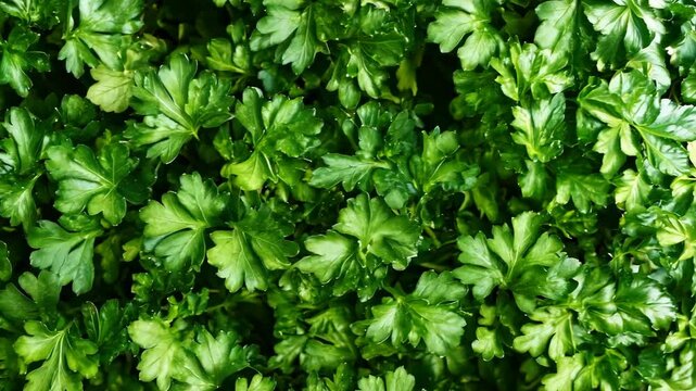 A surface densely covered with sprigs of fresh parsley, filling every inch of the frame with its bright green, delicate leaves and textured surface.
