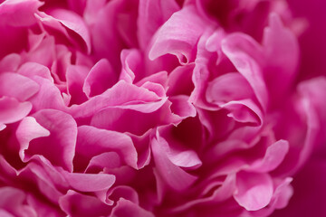 abstract dreamy close up of pink peony rose flower and petals
