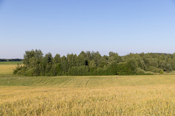 Obraz premium a large field with a harvest of unripe yellow wheat at sunset