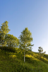 deciduous trees growing on a hill against a blue sky background