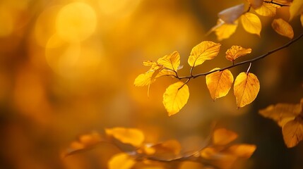 Obraz premium A blurred background with a golden yellow hue.