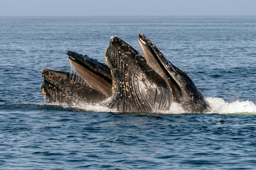 Fototapeta premium humpback whale lunge feeding