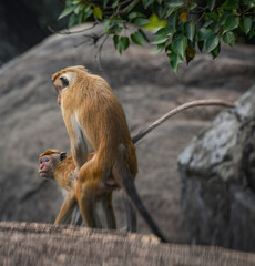 Obraz premium Tonque macaque sitting on a rock, Sri Lanka. The toque macaque Macaca sinica is a reddish-brown-coloured Old World monkey endemic to Sri Lanka 