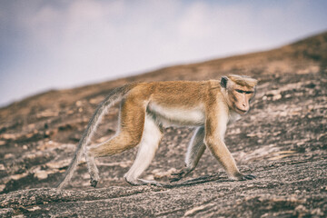 Tonque macaque sitting on Pidurangala rock, Sri Lanka. The toque macaque Macaca sinica is a...