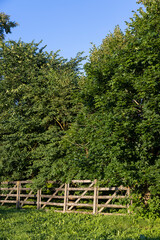 Fototapeta premium a small primitive wooden fence separating the village from the forest