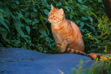 Portrait of a sneaky ginger tabby cat in plain air environment. Dark green grass background and...