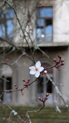 blooming plum tree near a small house. Tskaltubo. Georgia