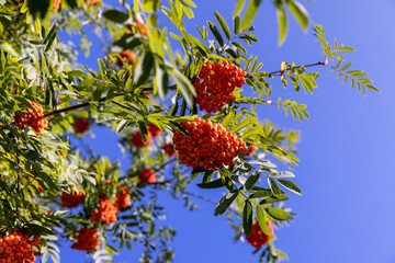 deciduous rowan trees with red berries in the park at the end of summer
