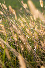 grass that changes color in the autumn season in the field