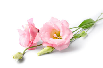 Beautiful pink eustoma flowers on white background